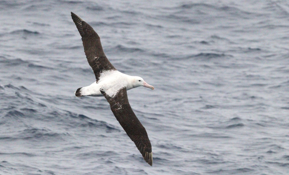 HDS31-26, Day 2, IMG_3410 © Unknown photographer - Oceanwide Expeditions.JPG