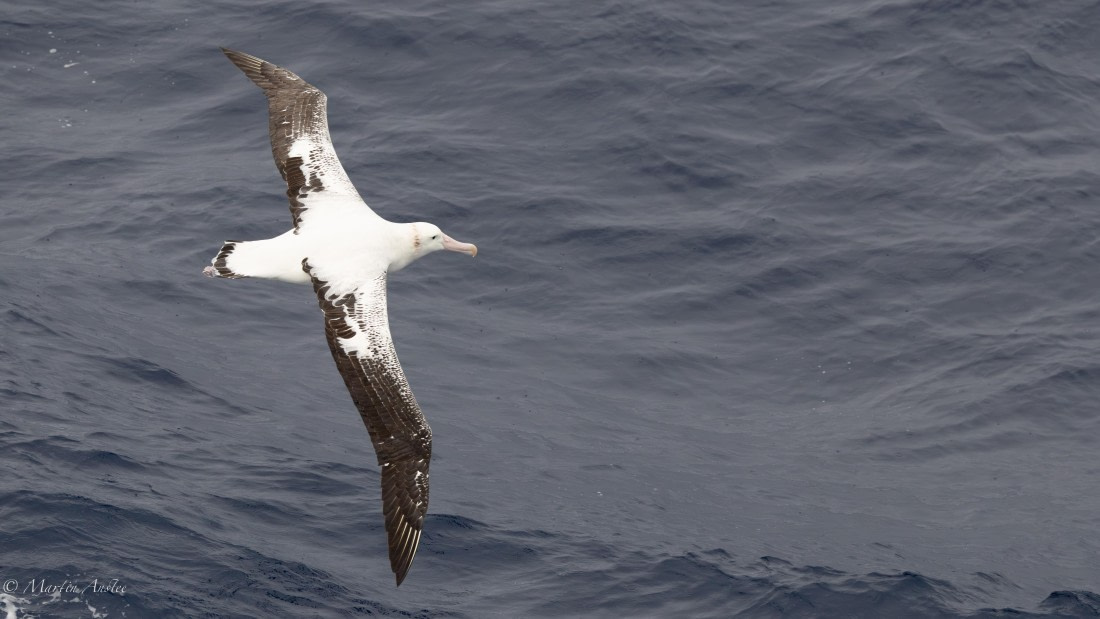 HDS31-26, Day 2, Martin (1) © Martin Anstee - Oceanwide Expeditions.jpg