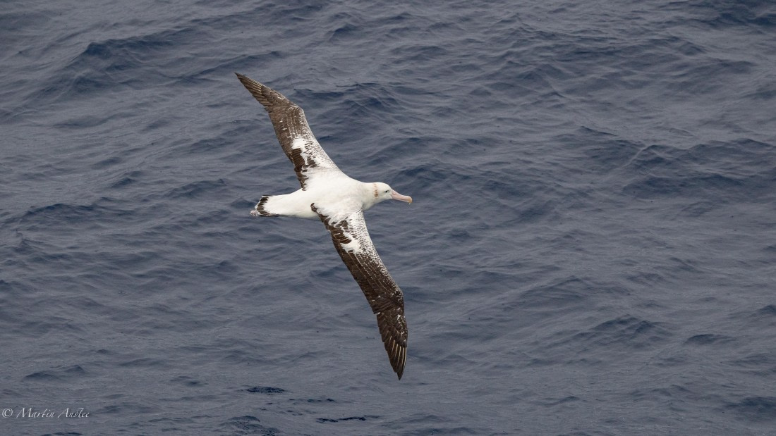 HDS31-26, Day 2, Martin (2) © Martin Anstee - Oceanwide Expeditions.jpg
