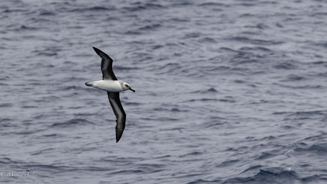 HDS31-26, Day 2, Martin (3) © Martin Anstee - Oceanwide Expeditions.jpg