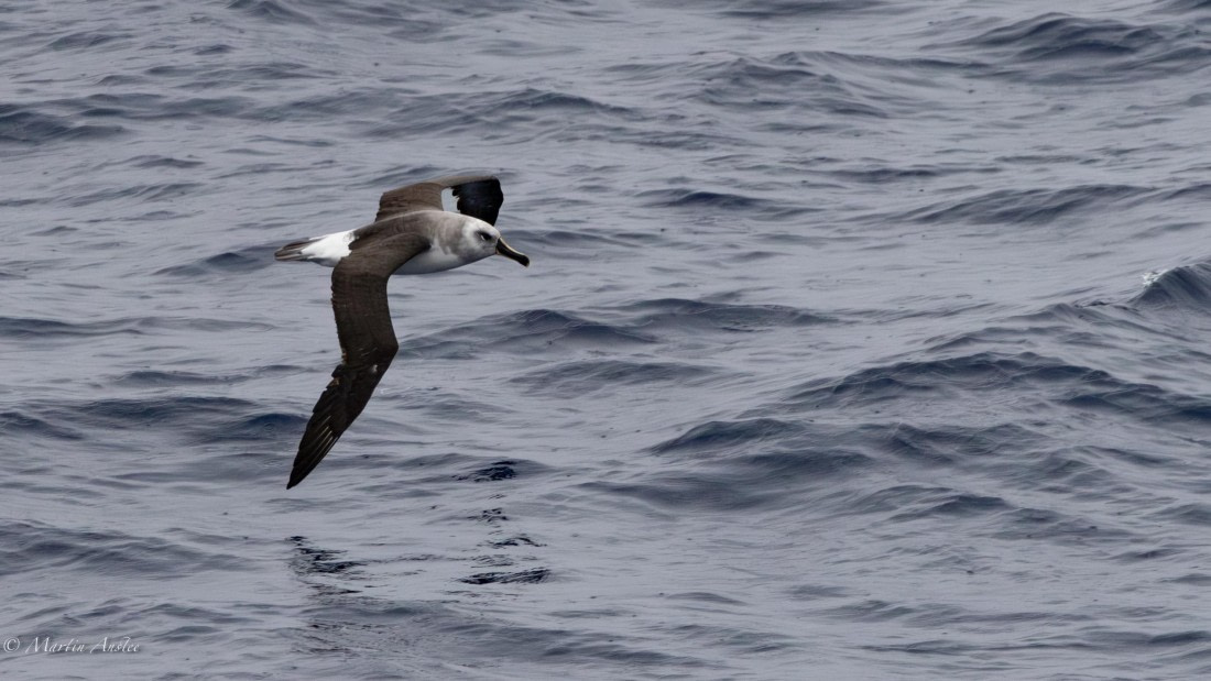 HDS31-26, Day 2, Martin (4) © Martin Anstee - Oceanwide Expeditions.jpg