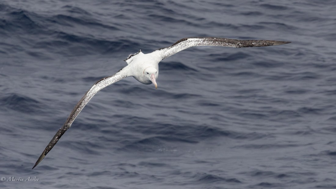 HDS31-26, Day 2, Martin (6) © Martin Anstee - Oceanwide Expeditions.jpg
