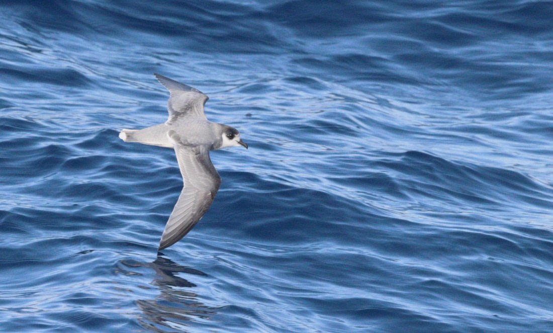 HDS31-26, Day 3, IMG_3525 © Unknown photographer - Oceanwide Expeditions.JPG