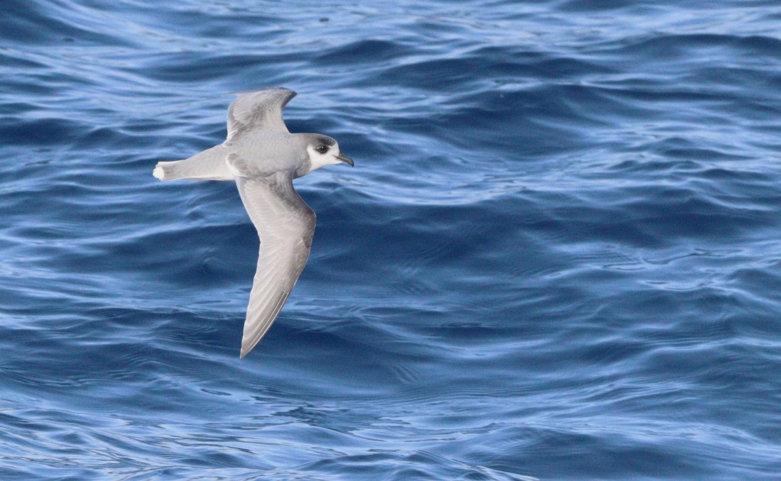 HDS31-26, Day 3, IMG_3526 © Unknown photographer - Oceanwide Expeditions.JPG