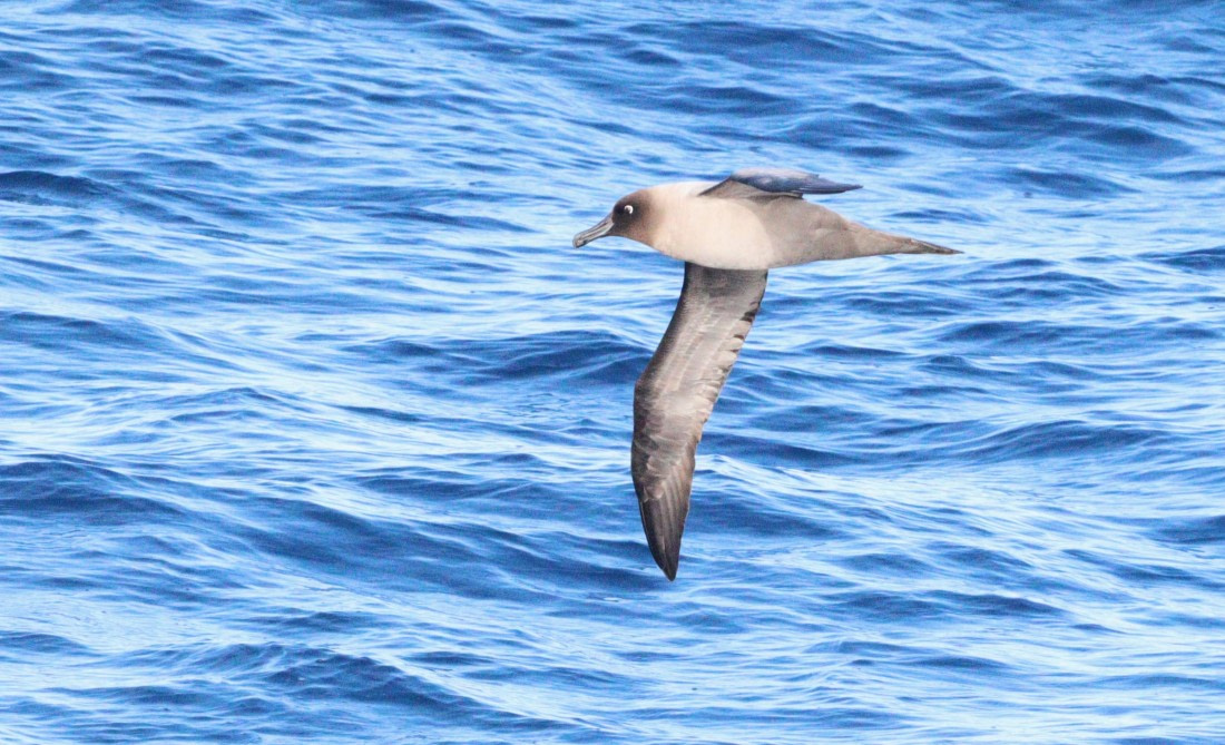 HDS31-26, Day 3, IMG_3560 © Unknown photographer - Oceanwide Expeditions.JPG