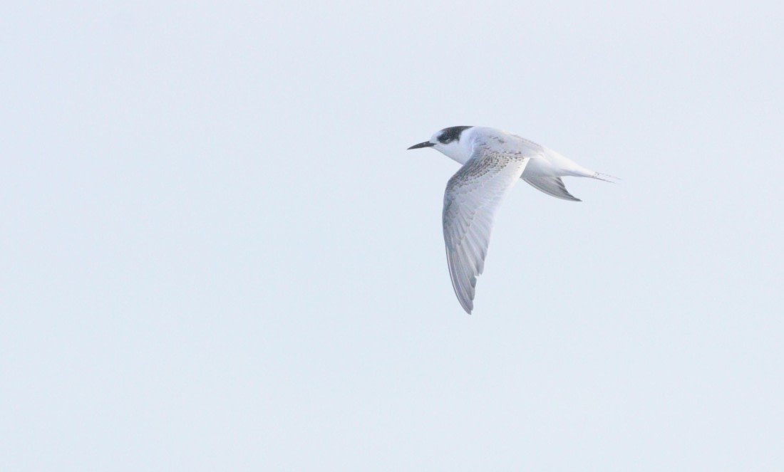 HDS31-26, Day 3, IMG_3571 © Unknown photographer - Oceanwide Expeditions.JPG