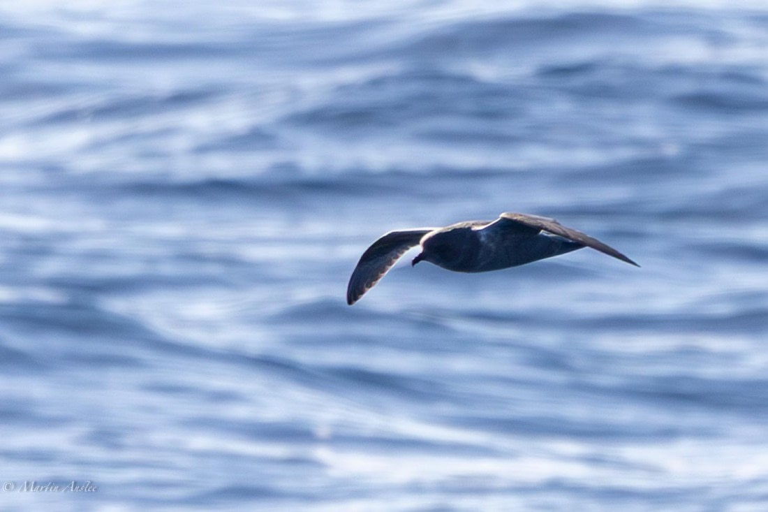 HDS31-26, Day 3, Martin (3) © Martin Anstee - Oceanwide Expeditions.jpg