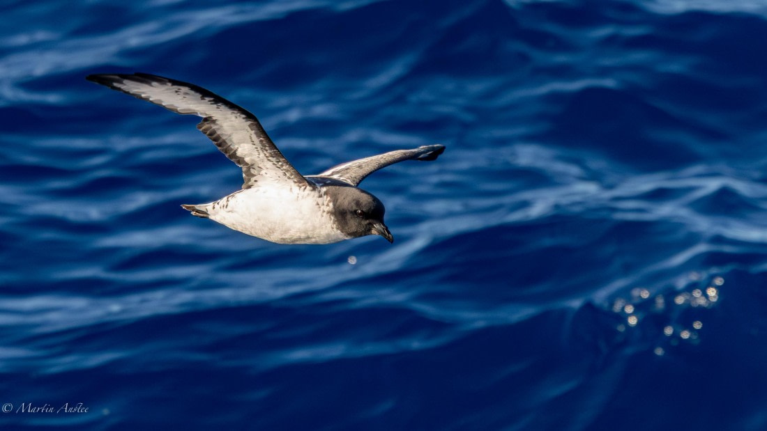 HDS31-26, Day 3, Martin (4) © Martin Anstee - Oceanwide Expeditions.jpg