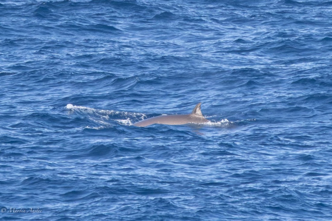 HDS31-26, Day 3, Martin (6) © Martin Anstee - Oceanwide Expeditions.jpg