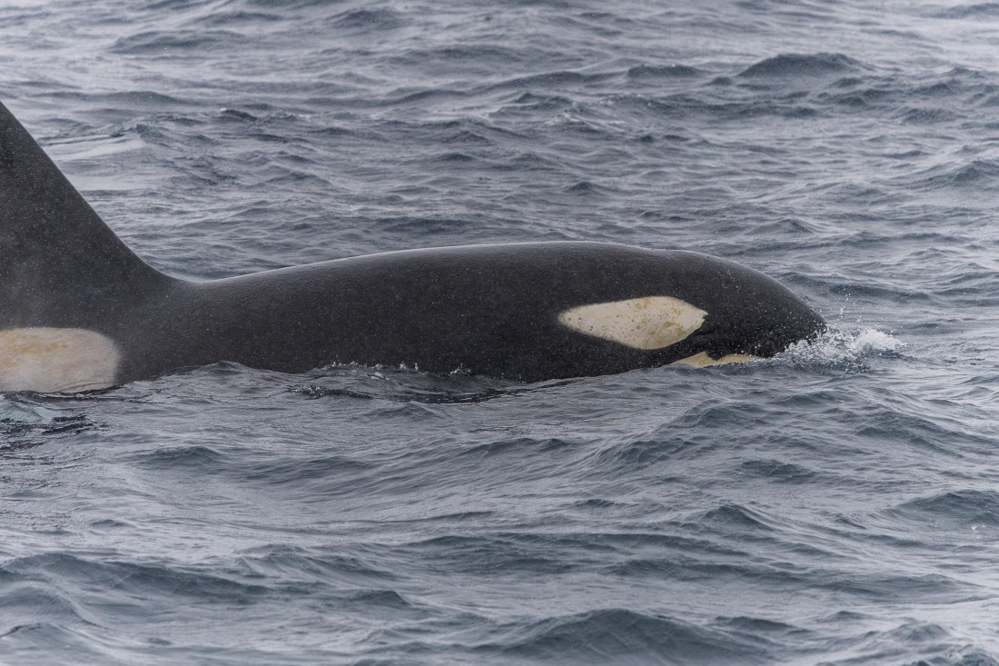 HDS31-26, Day 4, 5D5A0991 © Koen Jongerling - Oceanwide Expeditions.jpg