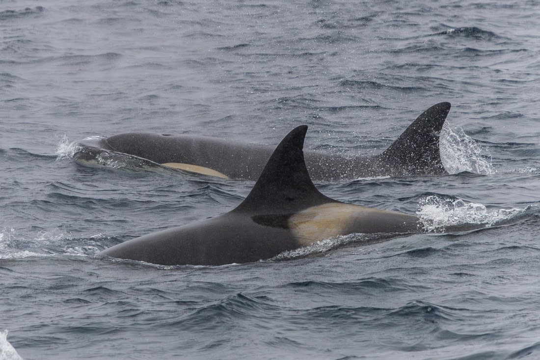 HDS31-26, Day 4, 5D5A1008 © Koen Jongerling - Oceanwide Expeditions.jpg
