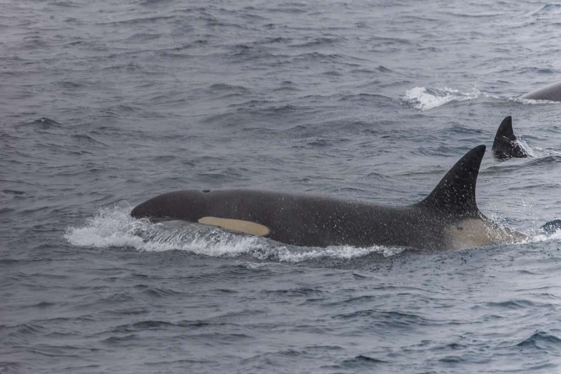 HDS31-26, Day 4, 5D5A1010 © Koen Jongerling - Oceanwide Expeditions.jpg