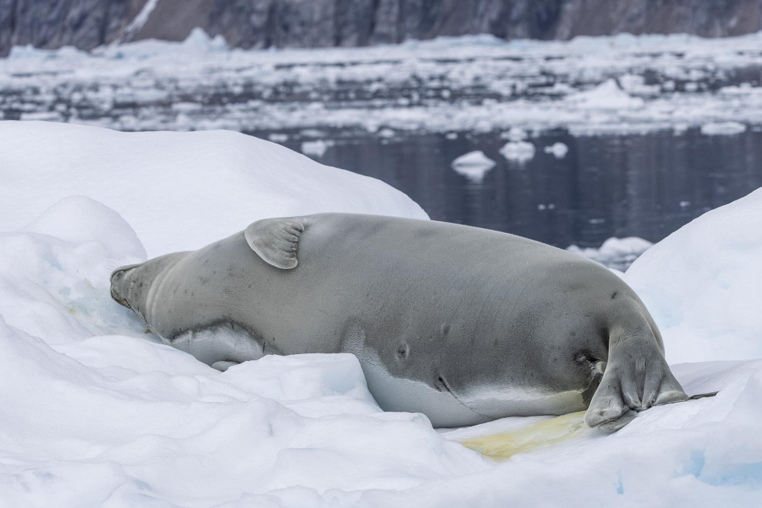 HDS31-26, Day 4, 5D5A1024 © Koen Jongerling - Oceanwide Expeditions.jpg
