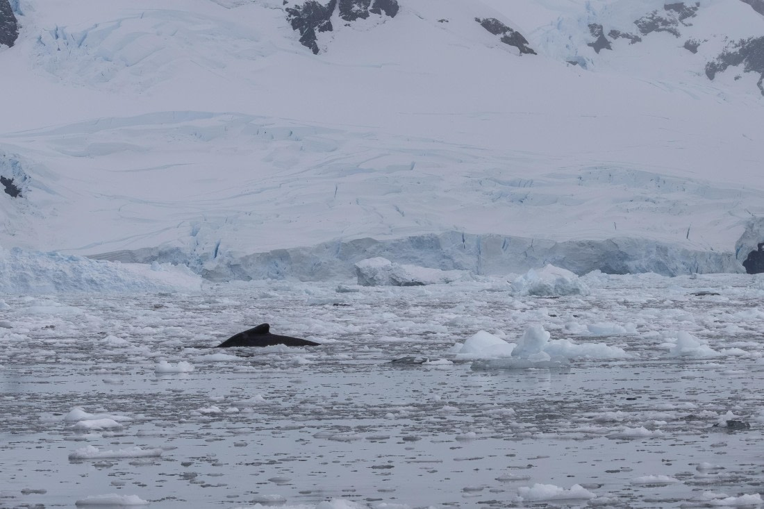HDS31-26, Day 4, 5D5A1030 © Koen Jongerling - Oceanwide Expeditions.jpg