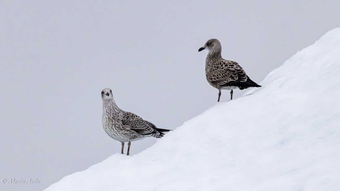 HDS31-26, Day 4, Martin (3) © Martin Anstee - Oceanwide Expeditions.jpg