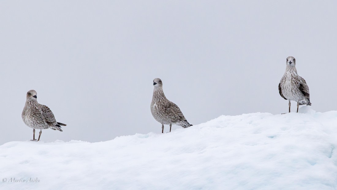 HDS31-26, Day 4, Martin (2) © Martin Anstee - Oceanwide Expeditions.jpg
