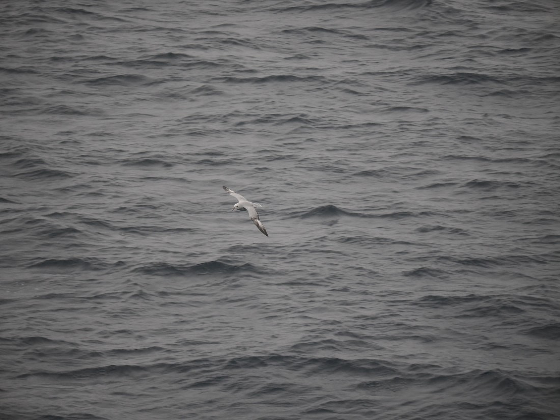 HDS31-26, Day 4, P3232356 © Unknown photographer - Oceanwide Expeditions.JPG