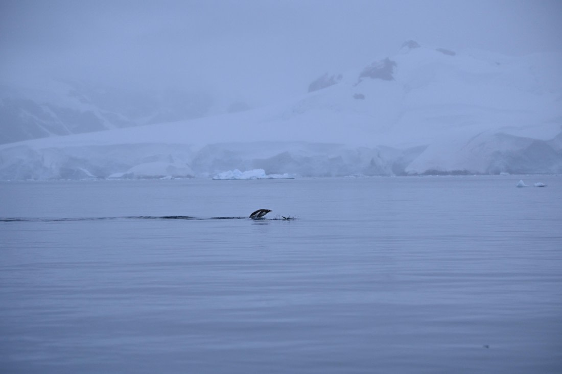 HDS31-26, Day 4, SAS_7540 © Saskia van der Meij - Oceanwide Expeditions.JPG