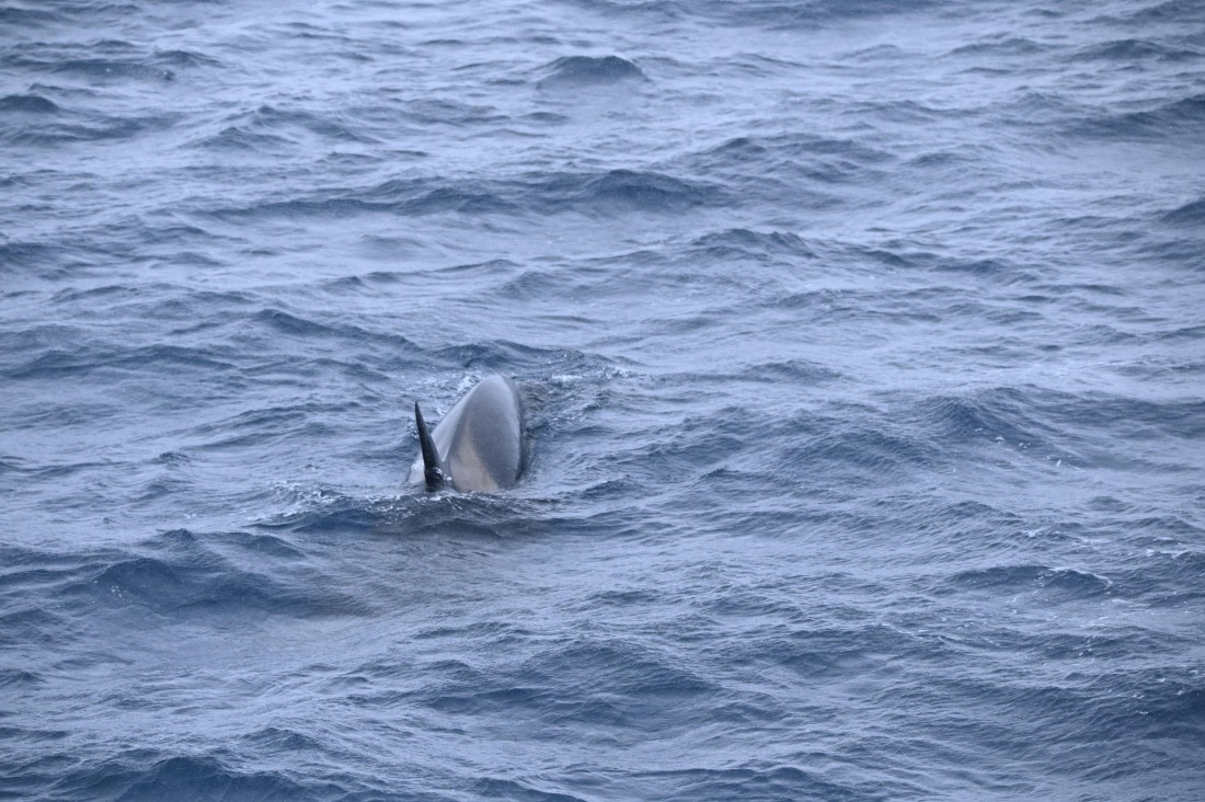 HDS31-26, Day 4, SAS_7550 © Saskia van der Meij - Oceanwide Expeditions.JPG