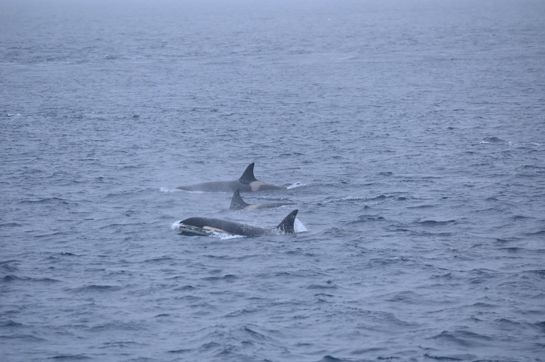 HDS31-26, Day 4, SAS_7557 © Saskia van der Meij - Oceanwide Expeditions.JPG