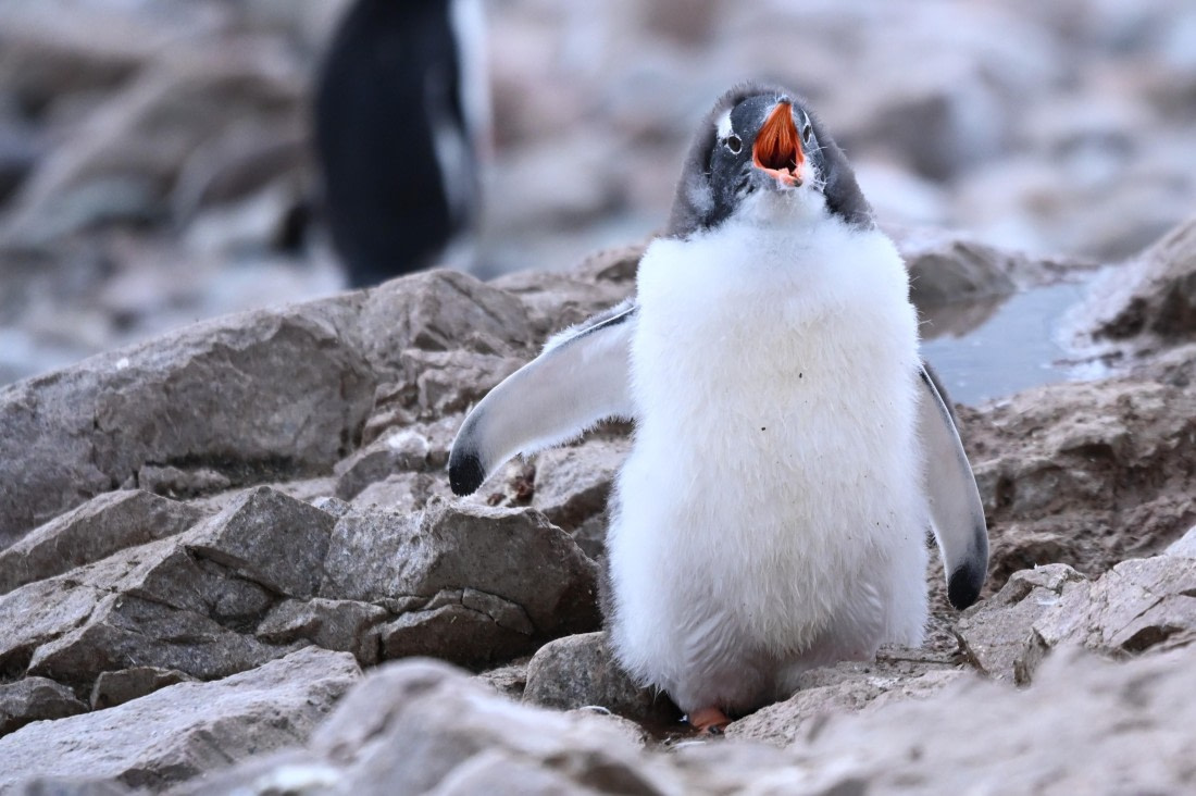 HDS31-26, Day 4, SAS_7579 © Saskia van der Meij - Oceanwide Expeditions.JPG