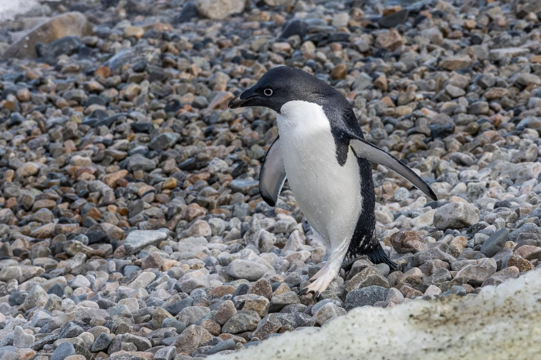 HDS31-26, Day 6, 5D5A1145 © Koen Jongerling - Oceanwide Expeditions.jpg