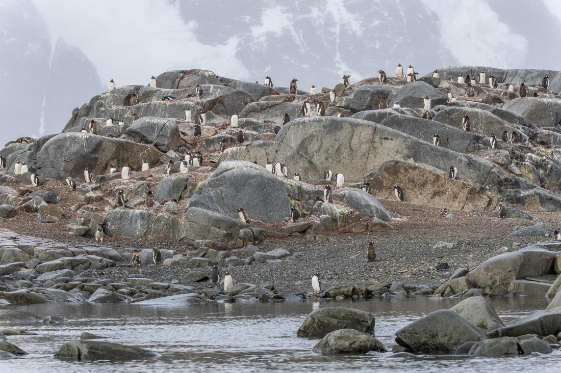 HDS31-26, Day 7, 5D5A1157 © Koen Jongerling - Oceanwide Expeditions.jpg