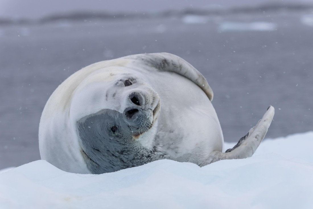 HDS31-26, Day 7, 5D5A1169 © Koen Jongerling - Oceanwide Expeditions.jpg