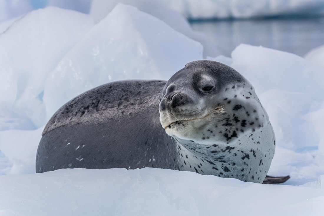 HDS31-26, Day 7, 5D5A1192 © Koen Jongerling - Oceanwide Expeditions.jpg