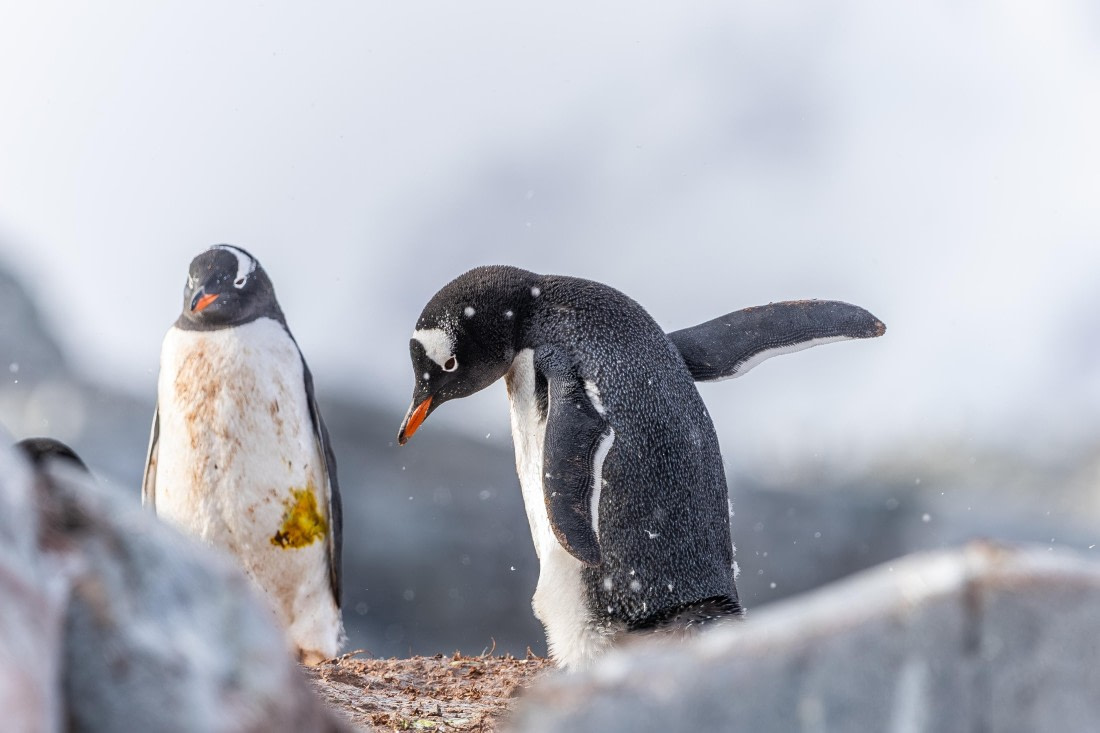 HDS31-26, Day 7, 5D5A1226 © Koen Jongerling - Oceanwide Expeditions.jpg