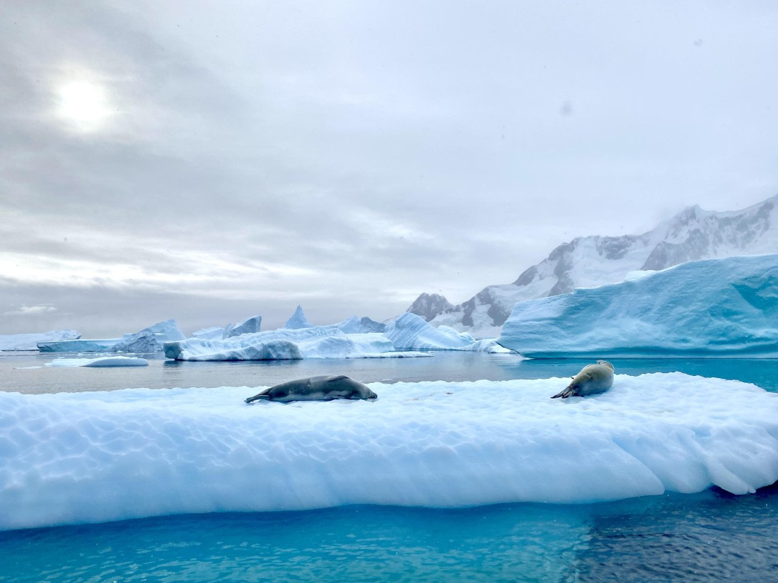 HDS31-26, Day 7, IMG_9931 © Unknown photographer - Oceanwide Expeditions.jpg