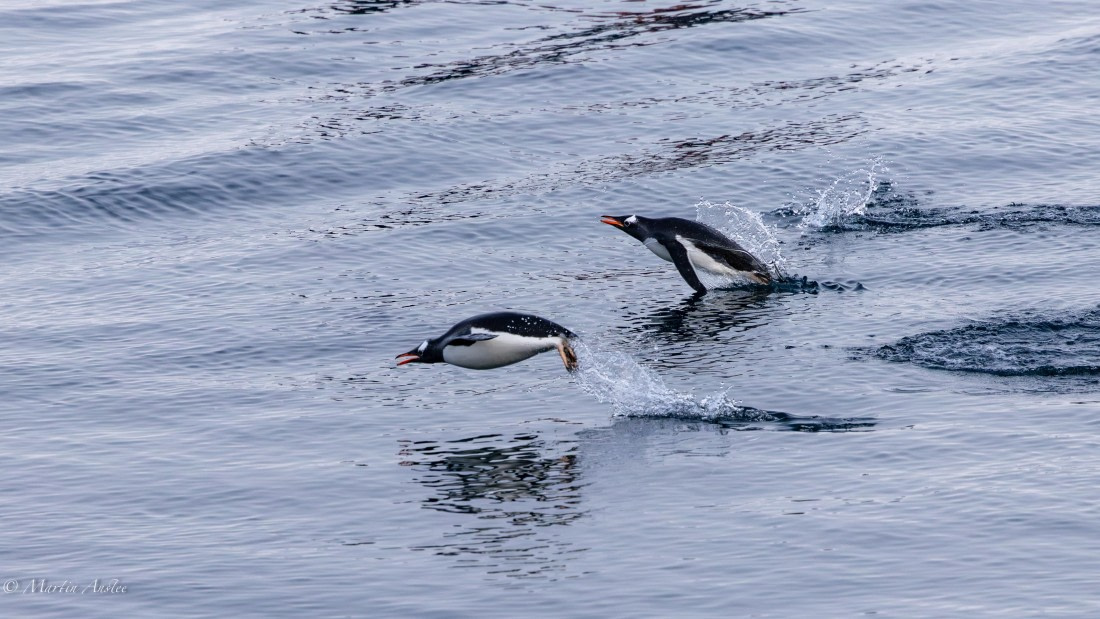 HDS31-26, Day 7, Martin (5) © Martin Anstee - Oceanwide Expeditions.jpg