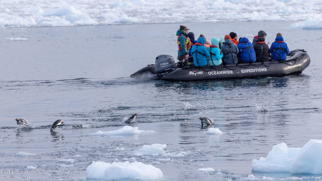 HDS31-26, Day 7, Martin (6) © Martin Anstee - Oceanwide Expeditions.jpg