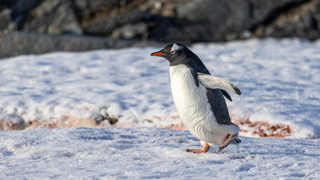 HDS31-26, Day 7, Martin (13) © Martin Anstee - Oceanwide Expeditions.jpg