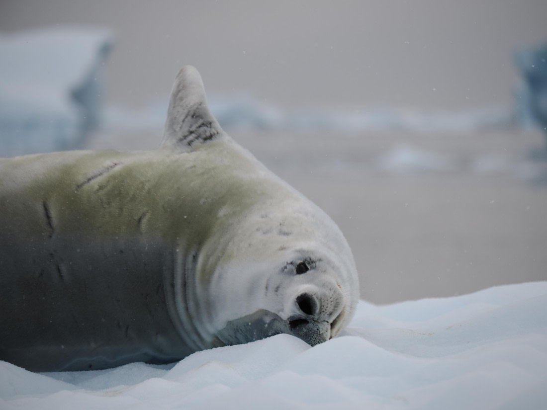 HDS31-26, Day 7, P3260057 © Unknown photographer - Oceanwide Expeditions.JPG