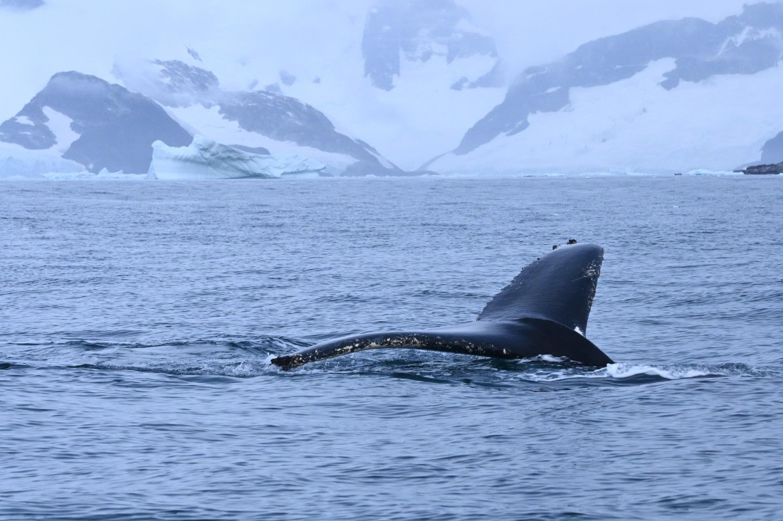 HDS31-26, Day 7, SAS_7756 © Saskia van der Meij - Oceanwide Expeditions.JPG