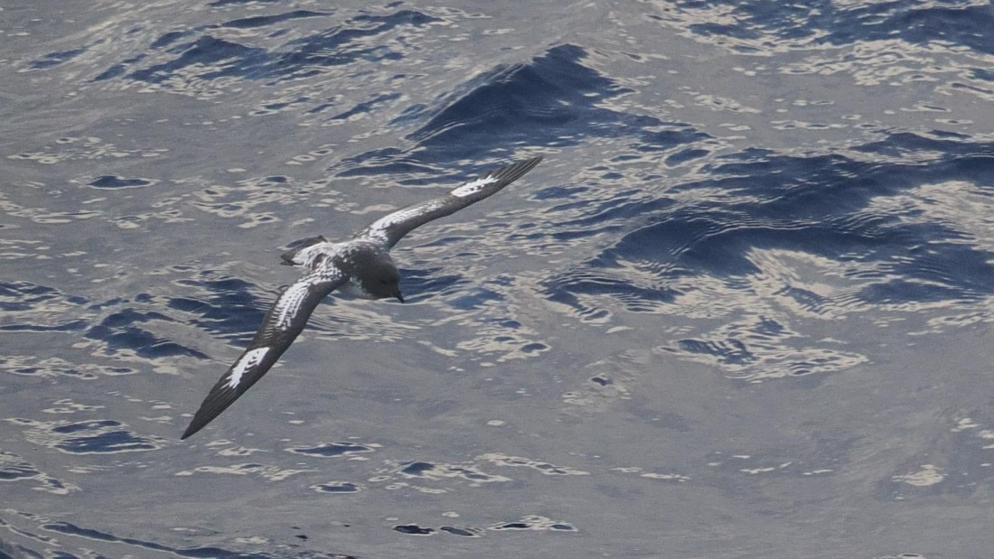 OTL31a26, Day 3, APMG0048.JPG © Andy Perkins - Oceanwide Expeditions.JPG