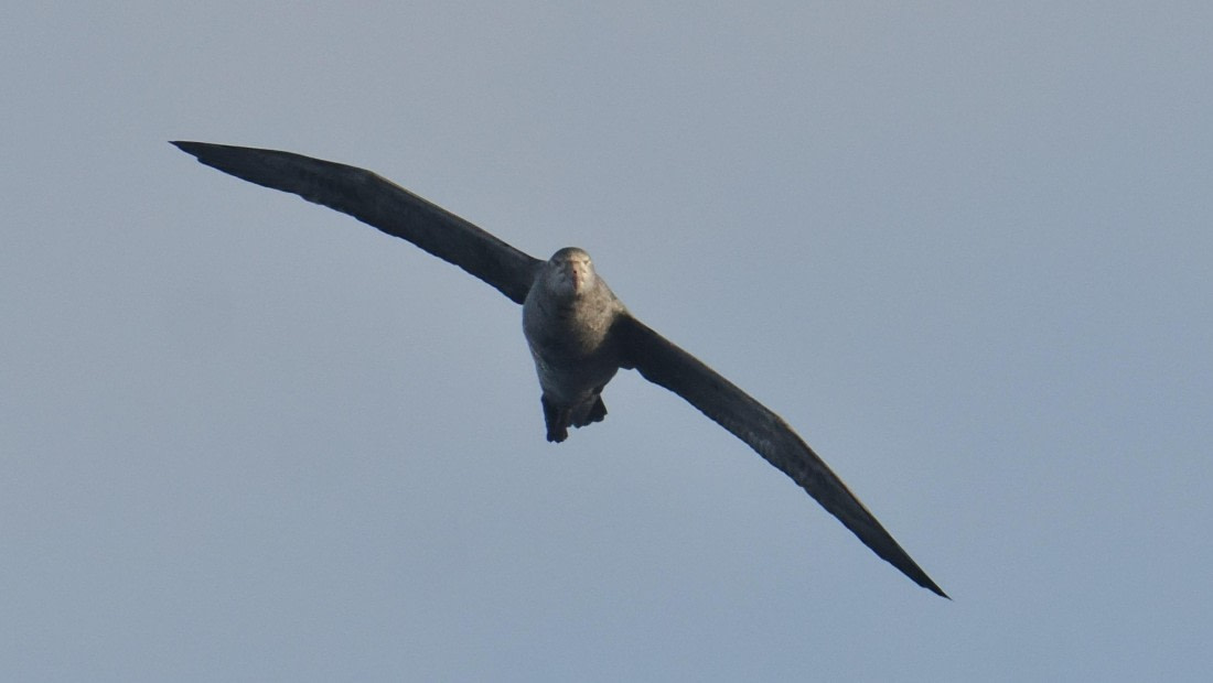 OTL31a26, Day 3, APMG0079.JPG © Andy Perkins - Oceanwide Expeditions.JPG