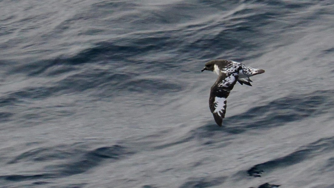 OTL31a26, Day 3, APMG0114.JPG © Andy Perkins - Oceanwide Expeditions.JPG