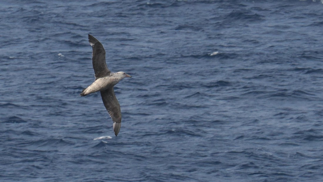 OTL31a26, Day 3, APMG0116.JPG © Andy Perkins - Oceanwide Expeditions.JPG