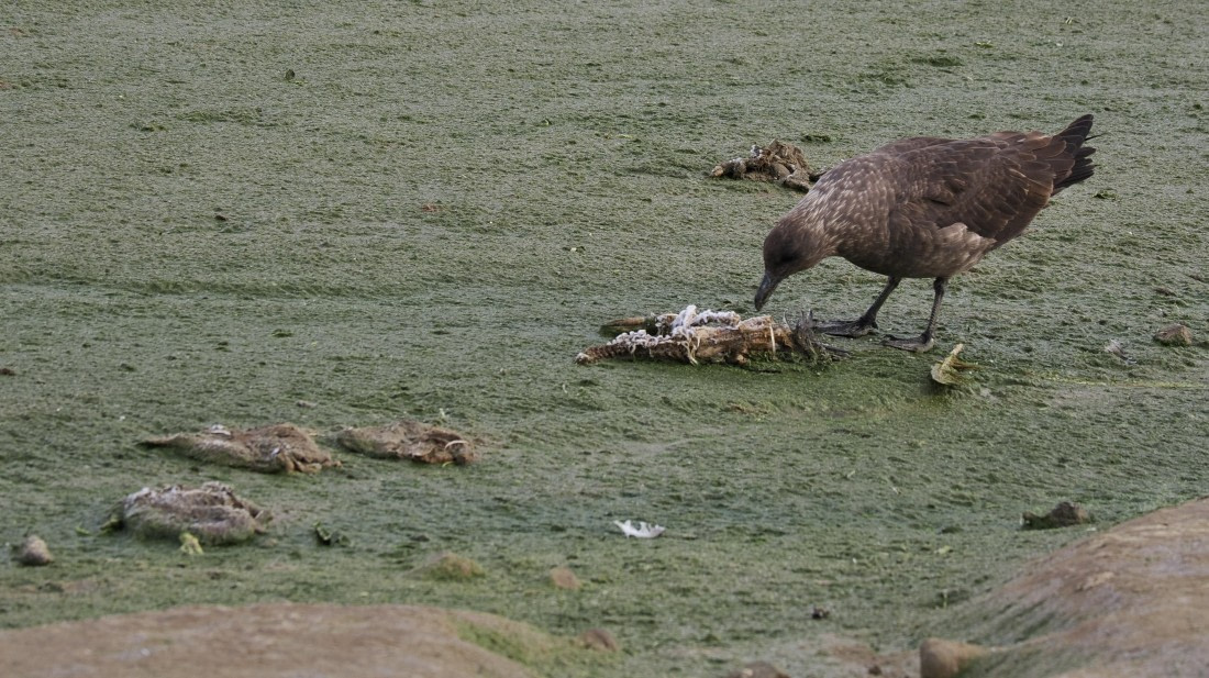 OTL31a26, Day 4, APMG0138.JPG © Andy Perkins - Oceanwide Expeditions.JPG