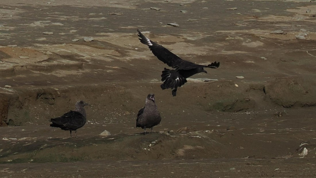 OTL31a26, Day 4, APMG0186.JPG © Andy Perkins - Oceanwide Expeditions.JPG