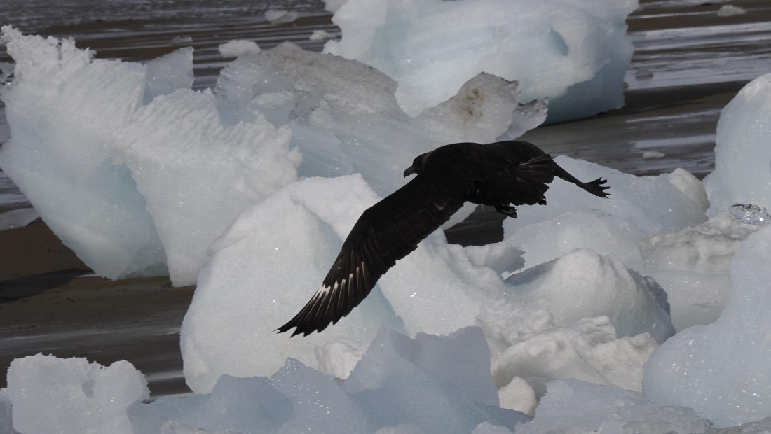 OTL31a26, Day 4, APMG0187.JPG © Andy Perkins - Oceanwide Expeditions.JPG