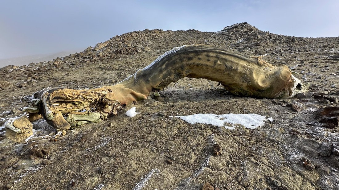 OTL31a26, Day 4, IMG_5118.jpg © Unknown Photographer - Oceanwide Expeditions.jpg