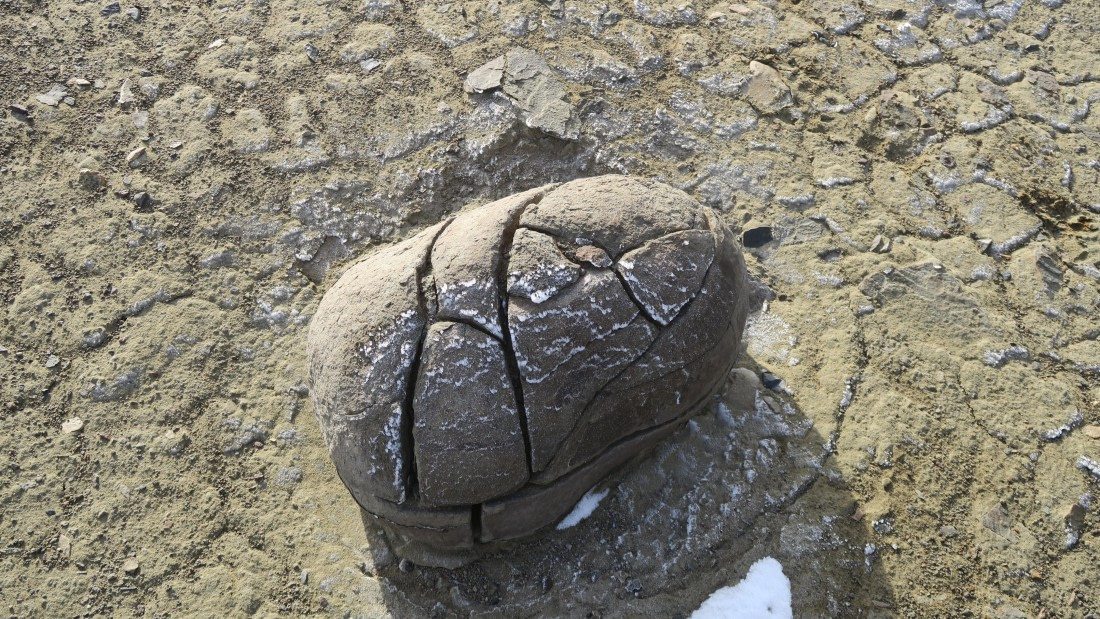 OTL31a26, Day 4, Penguin Is 20Mar26 Dave 2.JPG © Unknown Photographer - Oceanwide Expeditions.JPG