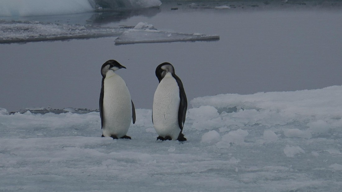 OTL31a26, Day 6, APMG0273.JPG © Andy Perkins - Oceanwide Expeditions.JPG