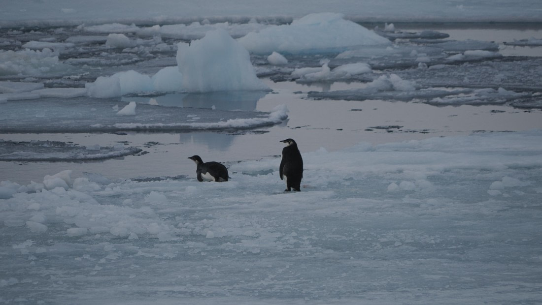 OTL31a26, Day 6, APMG0285.JPG © Andy Perkins - Oceanwide Expeditions.JPG