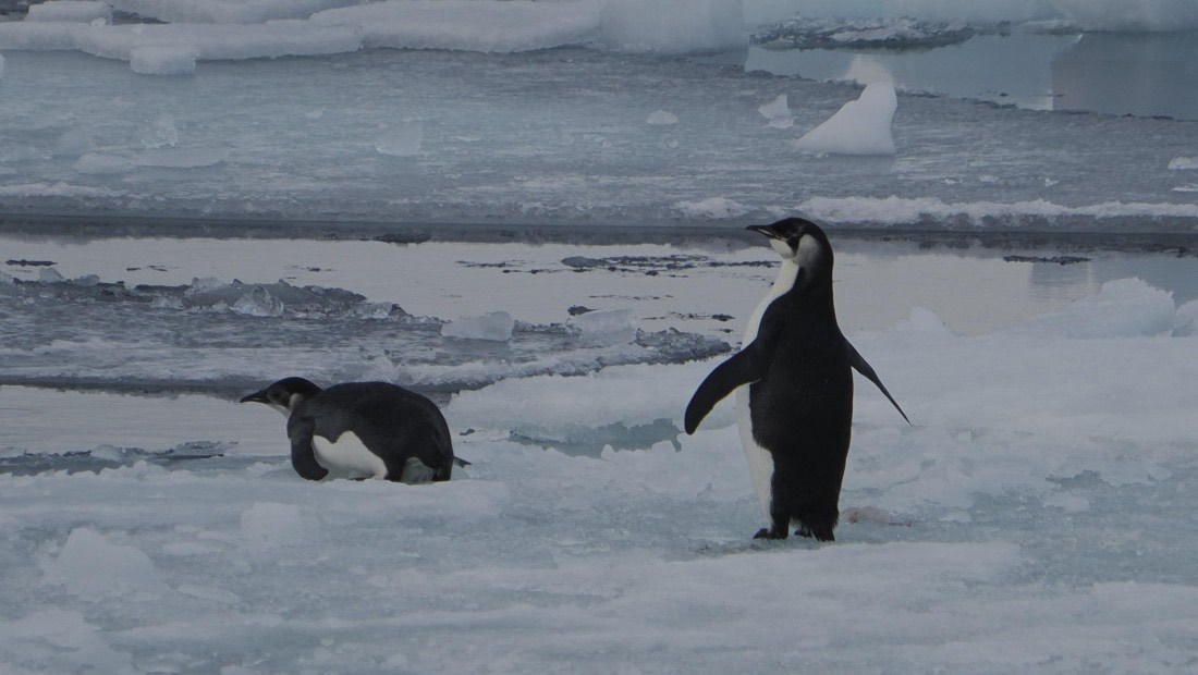 OTL31a26, Day 6, APMG0295.JPG © Andy Perkins - Oceanwide Expeditions.JPG