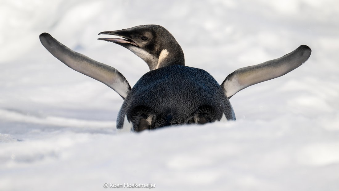 OTL31a26, Day 6, DSC_4204-Edit.jpg © Marco Rosso - Oceanwide Expeditions.jpg