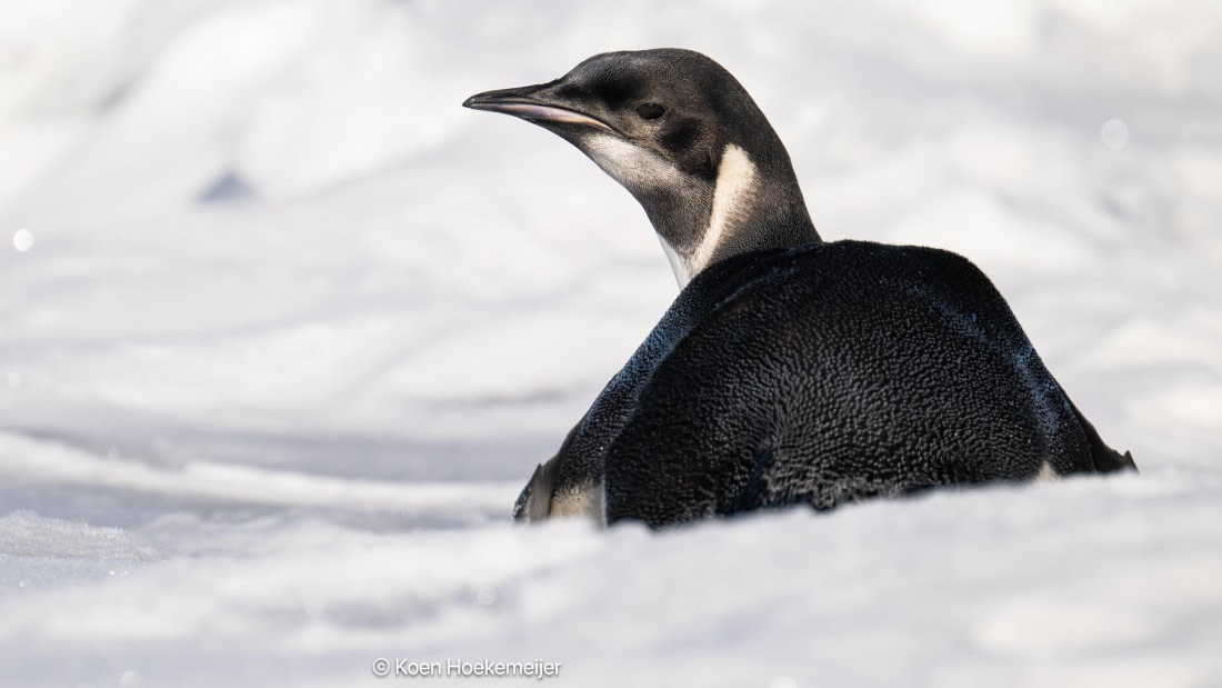 OTL31a26, Day 6, DSC_4245-Edit.jpg © Marco Rosso - Oceanwide Expeditions.jpg